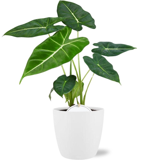 "Alocasia Frydek - Topf-Ø 12 cm - Höhe ca. 35 cm + Pot Brussels D13,5x12,5cm - Weiß image"