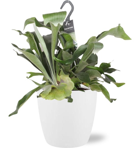 "Platycerium Bifurcatum - Topf-Ø 17 cm - Höhe ca. 30 cm + Pot Brussels D18x17cm - Weiß image"