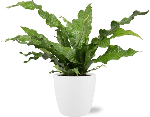 "Microsorum Diversifolium - Ø17cm - ↕45cm + Pot Brussels D18x17cm - Weiß image"