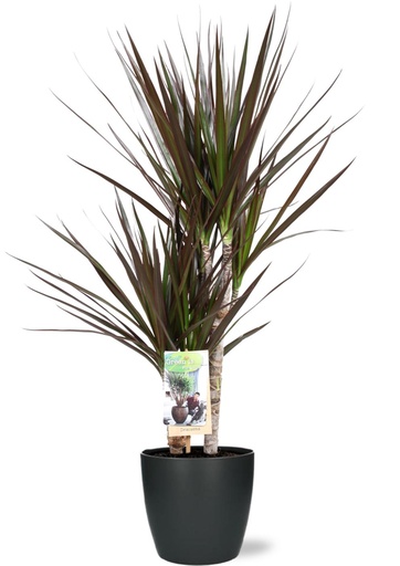 "Dracaena Magenta - Ø17cm - ↕80cm + Pot Brussels D18x17cm - Anthrazit image"