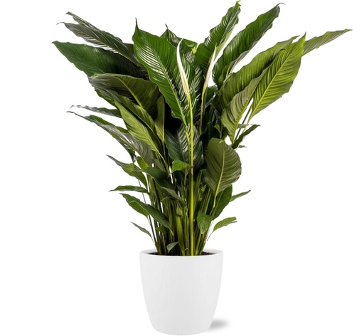 "Spathiphyllum Sweet Sebastiano - Topf-Ø 24 cm - Höhe ca. 110 cm + Pot Brussels D25x23cm - Weiß image"