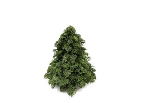 "Nobilis-Weihnachtsbaum - ↕30cm image"