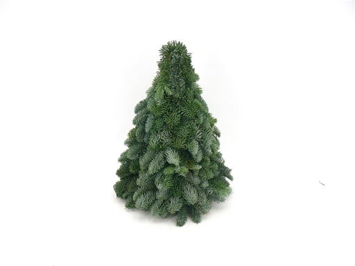 "Nobilis-Weihnachtsbaum - ↕40cm image"