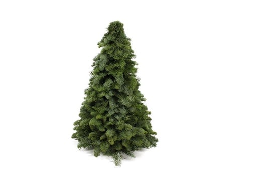 "Nobilis-Weihnachtsbaum - ↕50cm image"