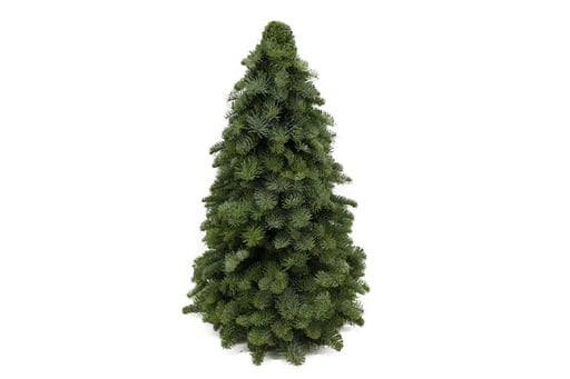 "Nobilis-Weihnachtsbaum - ↕60cm image"