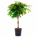 Ficus Amstel King auf geflochtenem Stamm - 130 cm