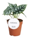 Alocasia Silberdrache - Ø12cm - ↕25cm
