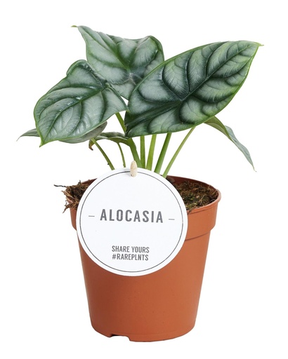 "Alocasia Silberdrache - Ø12cm - ↕25cm image"