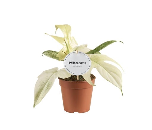 "Philodendron Florida Ghost - Ø12cm - ↕30cm image"