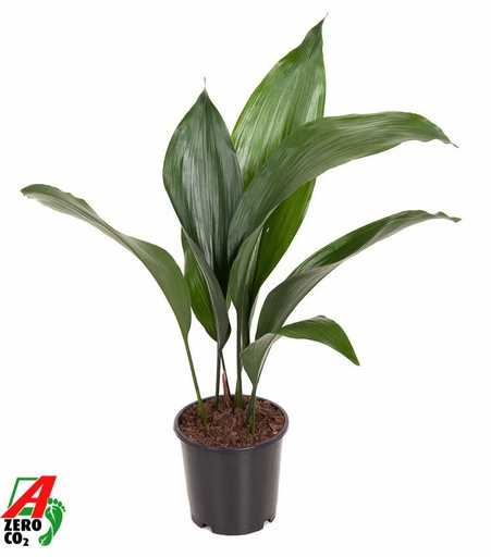 "Aspidistra Elatior P13 - Ø13cm - ↕50cm image"