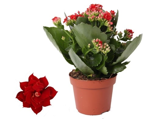 "Kalanchoe Rosalina Don Justino Rot - Ø12cm - ↕27cm image"