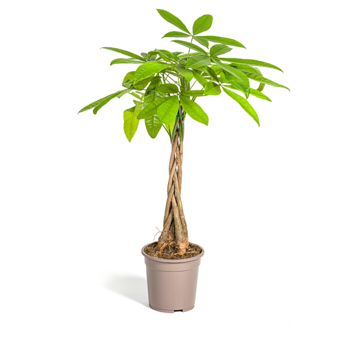 "Pachira Aquatica Ø19cm - ↕70 - 90cm image"