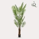 Kunstpflanzen - Areca Lutescens - Goldpalme - 240cm