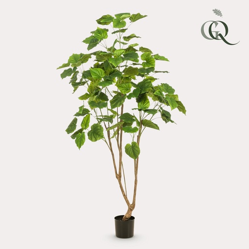 "Kunstplant - Ficus umbellate - Afrikaanse vijg - 180cm image"