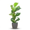Ficus Lyrata mit Potter-Topf Grau – 80 cm – Ø21
