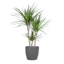 Dracaena Marginata mit Potter-Topf grau – 95 cm – Ø21