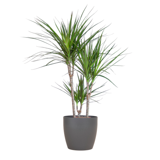 "Dracaena Marginata mit Potter-Topf grau – 95 cm – Ø21 image"