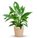Spathiphyllum mit Korb Zeegras natur - 80cm - Ø21