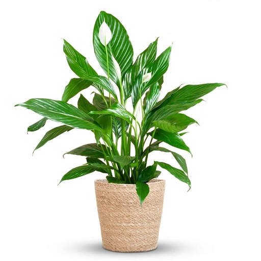 "Spathiphyllum mit Korb Zeegras natur - 80cm - Ø21 image"