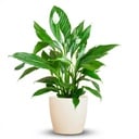 Spathiphyllum mit Potter weiß – 80 cm – Ø21