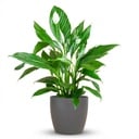 Spathiphyllum mit Potter grau – 80 cm – Ø21