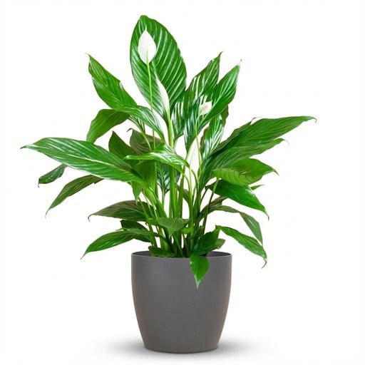 "Spathiphyllum mit Potter grau – 80 cm – Ø21 image"