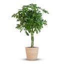 Schefflera Arab Nora mit Korb Zeegras natur - 70cm - Ø21