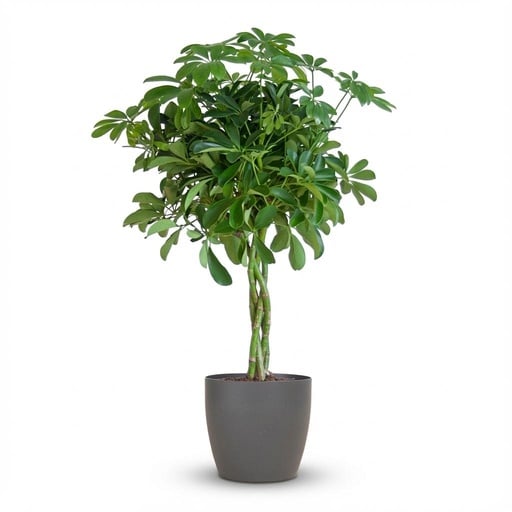 "Strahlenaralie (Schefflera arboricola) – pflegeleichte Zimmerpflanze, Höhe ca. 70 cm image"
