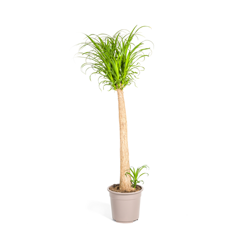 "Beaucarnea Recurvata Stamm Ø27cm - ↕110 - 130cm image"