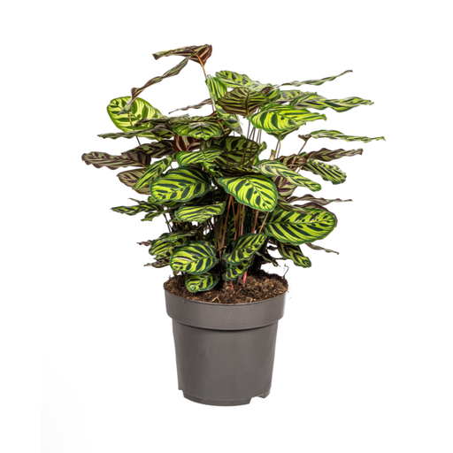 "Pfauen-Korbmarante (Calathea makoyana) – pflegeleichte Zimmerpflanze, Topf-Ø 27 cm, Höhe ca. 27 cm image"