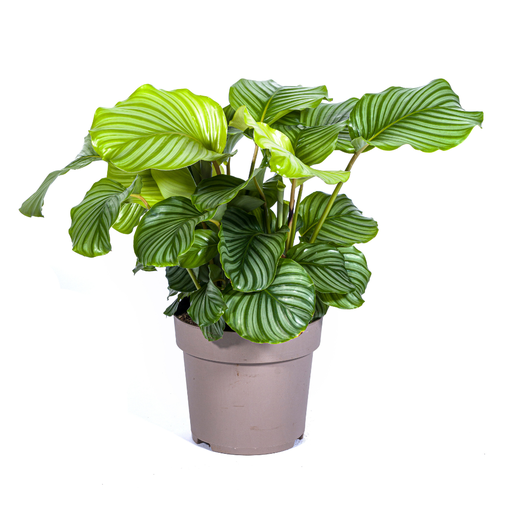 "Calathea Orbifolia Ø27cm - ↕70 - 90cm image"