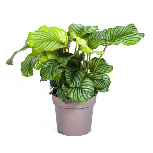 "Rundblättrige Korbmarante (Calathea orbifolia) – pflegeleichte Zimmerpflanze, Topf-Ø 27 cm, Höhe ca. 70–90 cm image"