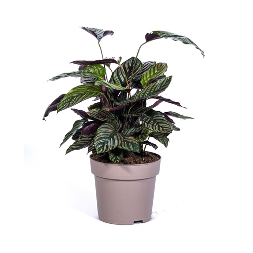 "Kolumbianische Korbmarante 'Sanderiana' (Calathea ornata) – pflegeleichte Zimmerpflanze, Topf-Ø 27 cm, Höhe ca. 60–80 cm image"