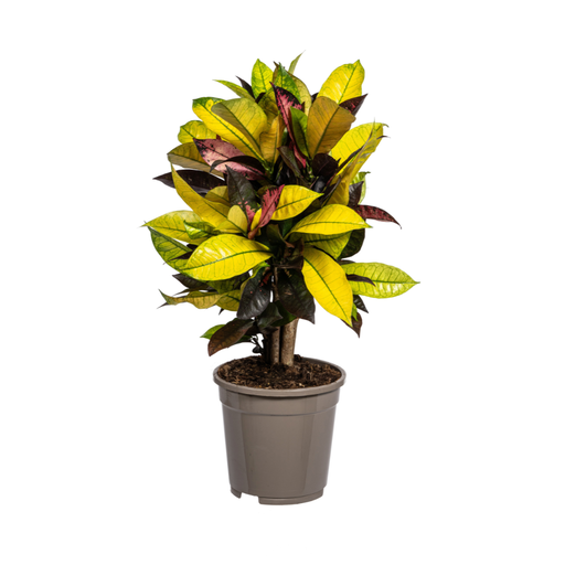 "Codiaeum 'Croton' Iceton Ø17cm - ↕40 - 60cm image"