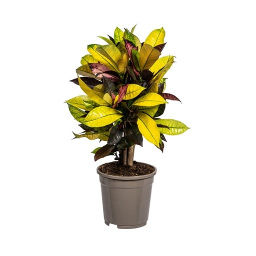 "Kroton 'Iceton' (Codiaeum) – pflegeleichte Zimmerpflanze, Topf-Ø 17 cm, Höhe ca. 40–60 cm image"