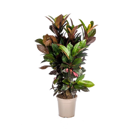 "Kroton 'Iceton' (Codiaeum) – pflegeleichte Zimmerpflanze, Topf-Ø 24 cm, Höhe ca. 80–100 cm image"