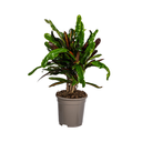 Codiaeum 'Croton' Mamey Ø17cm - ↕40 - 60cm
