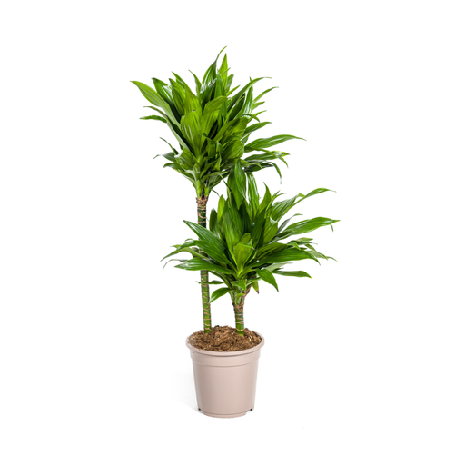 "Dracaena Deremensis Green Jewel Ø19cm - ↕70 - 90cm image"