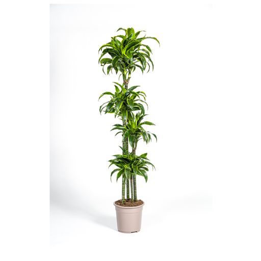 "Dracaena Deremensis Dorado Ø27cm - ↕170 - 190cm image"