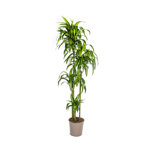 "Dracaena Deremensis Hawaiian Sunshine Ø27cm - ↕170 - 190cm image"