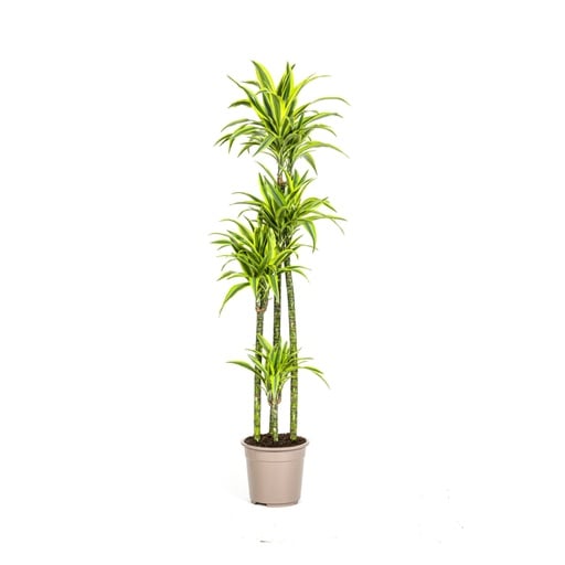 "Drachenbaum 'Lemon Lime' (Dracaena deremensis) – pflegeleichte Zimmerpflanze, Topf-Ø 27 cm, Höhe ca. 170–190 cm image"