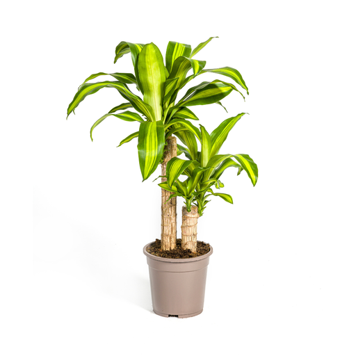 "Dracaena Fragrans Massangeana Ø19cm - ↕70-90cm image"