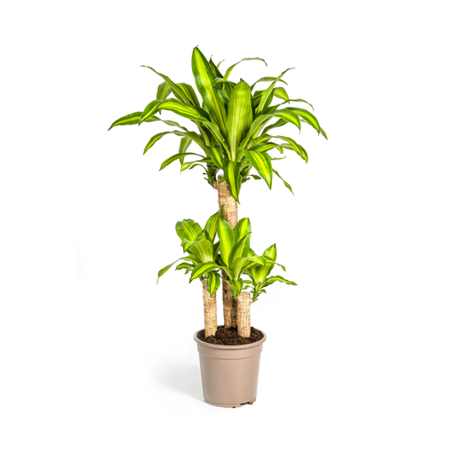 "Duftender Drachenbaum (Dracaena fragrans) – pflegeleichte Zimmerpflanze, Topf-Ø 21 cm, Höhe ca. 21 cm image"