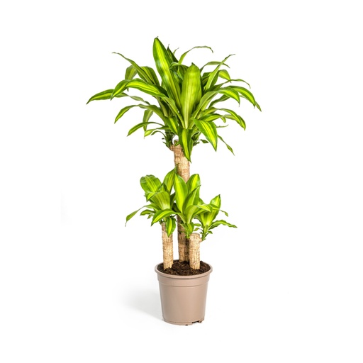 "Drachenbaum 'Massangeana' (Dracaena fragrans) – pflegeleichte Zimmerpflanze, Topf-Ø 21 cm, Höhe ca. 90–110 cm image"