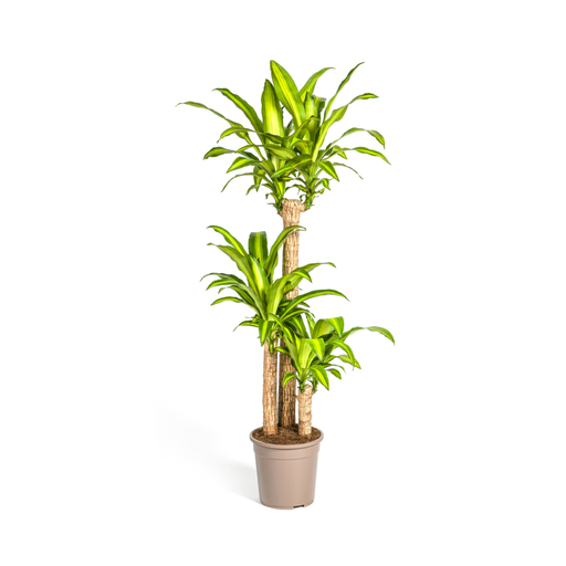 "Dracaena Fragrans Massangeana Ø24cm - ↕130 - 150cm image"