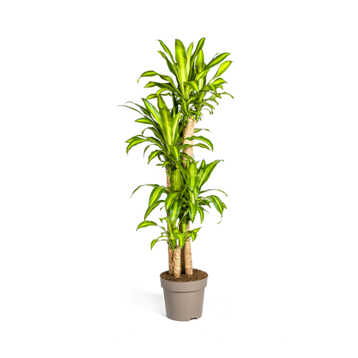 "Dracaena Fragrans Massangeana Ø30cm - ↕170 - 190cm image"