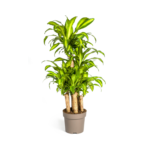 "Dracaena Fragrans Massangeana Karussell Ø30cm - ↕130 - 150cm image"