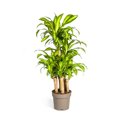 "Drachenbaum 'Massangeana Karussell' (Dracaena fragrans) – pflegeleichte Zimmerpflanze, Topf-Ø 30 cm, Höhe ca. 130–150 cm image"