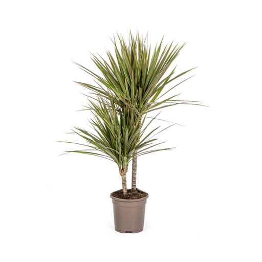 "Dracaena Marginata Bicolor Ø17cm - ↕50 - 70cm image"