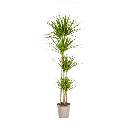 "Dracaena Marginata Green Ø27cm - ↕170 - 190cm image"